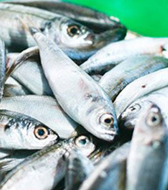 infocarmona_sectorial_productos_del_mar